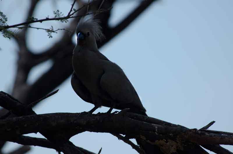 276 - Namibia - pajaro Grey co-away - parque nacional de Etosha